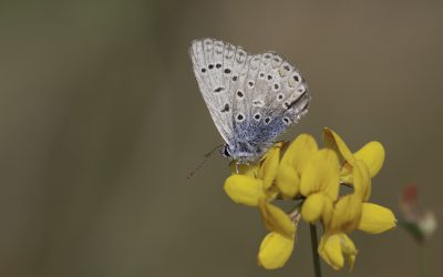 Azuré de la bugrane