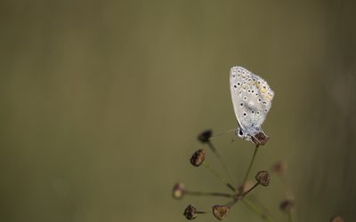 Azuré de la bugrane