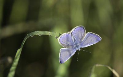 Azuré de la bugrane