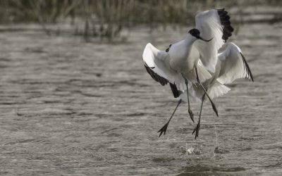 Avocettes élégantes