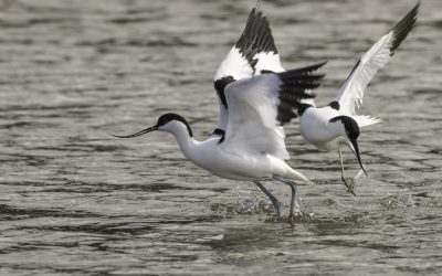 Avocettes élégantes