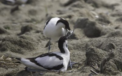 Avocettes élégantes