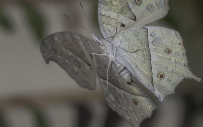 Papilio parhasus ou Perlé (Afrique tropicale)