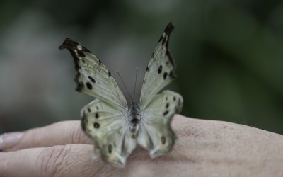 Papilio parhasus ou Perlé (Afrique tropicale)