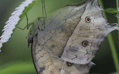 Papilio parhasus ou Perlé (Afrique tropicale)