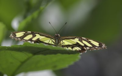 Siproeta steneles ou Malachite (Amérique centrale)