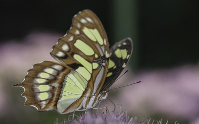 Siproeta steneles ou Malachite (Amérique centrale)