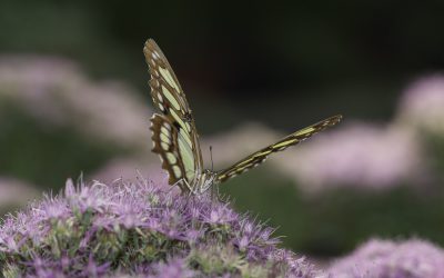 Siproeta steneles ou Malachite (Amérique centrale)