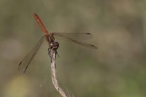 sympetrum_striolatum_0019