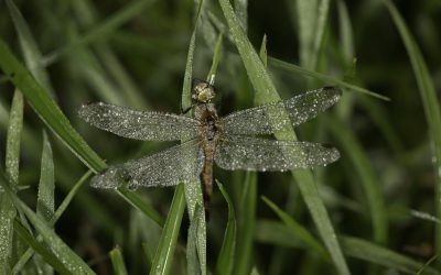 Sympetrum striolatum ou Sympétrum strié