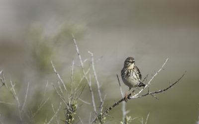 Pipit farlouse