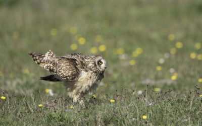 Hibou des marais