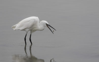 Aigrette garzette