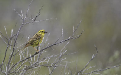 Bruant jaune