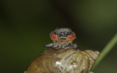 Naïade aux yeux rouges