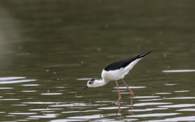 Echasse blanche