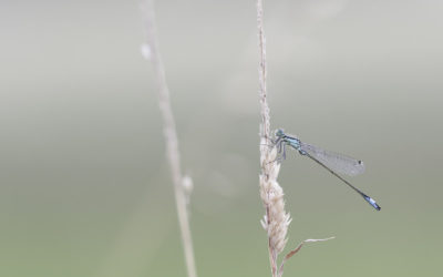 Agrion élégant