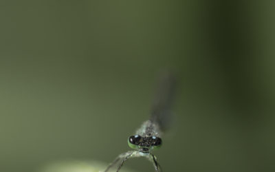 Agrion élégant