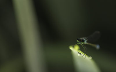 Agrion élégant