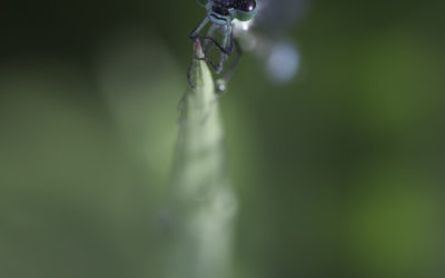 Agrion élégant