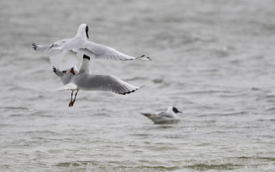 Mouettes rieuses