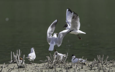 Mouettes rieuses