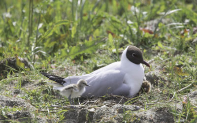 Mouette rieuse et jeune avocette (adoption)