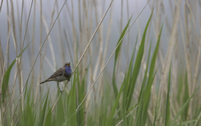 Gorgebleue à miroir