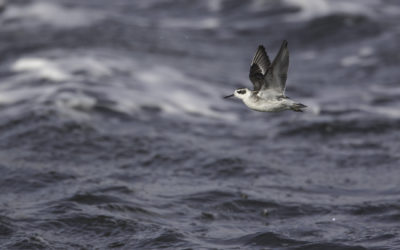 Phalarope à bec étroit