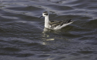 Phalarope à bec étroit