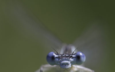 Agrion à larges pattes