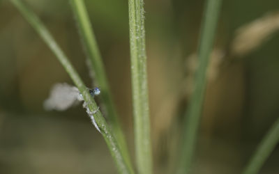 Agrion à larges pattes