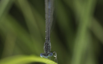 Agrion à larges pattes