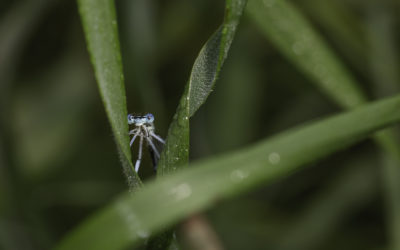 Agrion à larges pattes