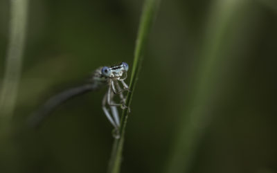 Agrion à larges pattes