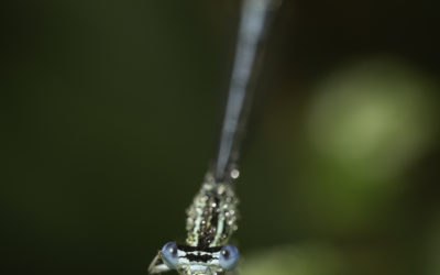 Agrion à larges pattes