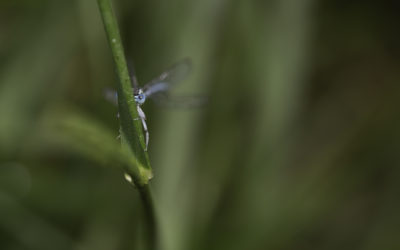 Agrion à larges pattes