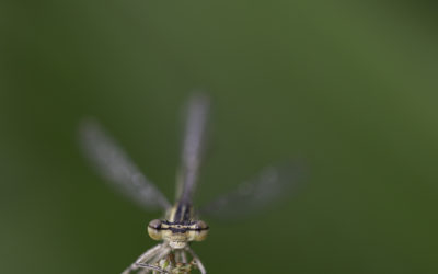 Agrion à larges pattes