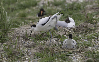 Avocette élégante