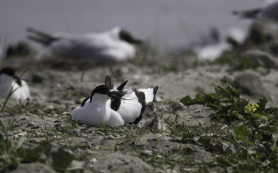 Avocette élégante