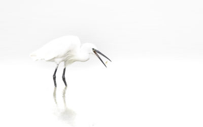 Aigrette garzette