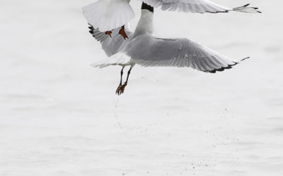 Mouettes rieuses