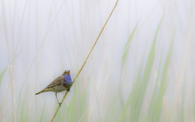 Gorgebleue à miroir