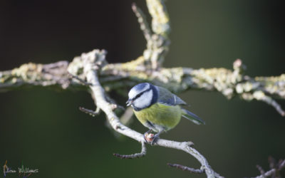 Mésange bleue