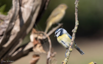 Mésange bleue