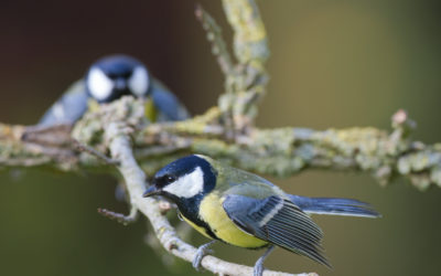 Mésange charbonnière - mâle