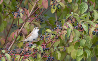 Fauvette grisette